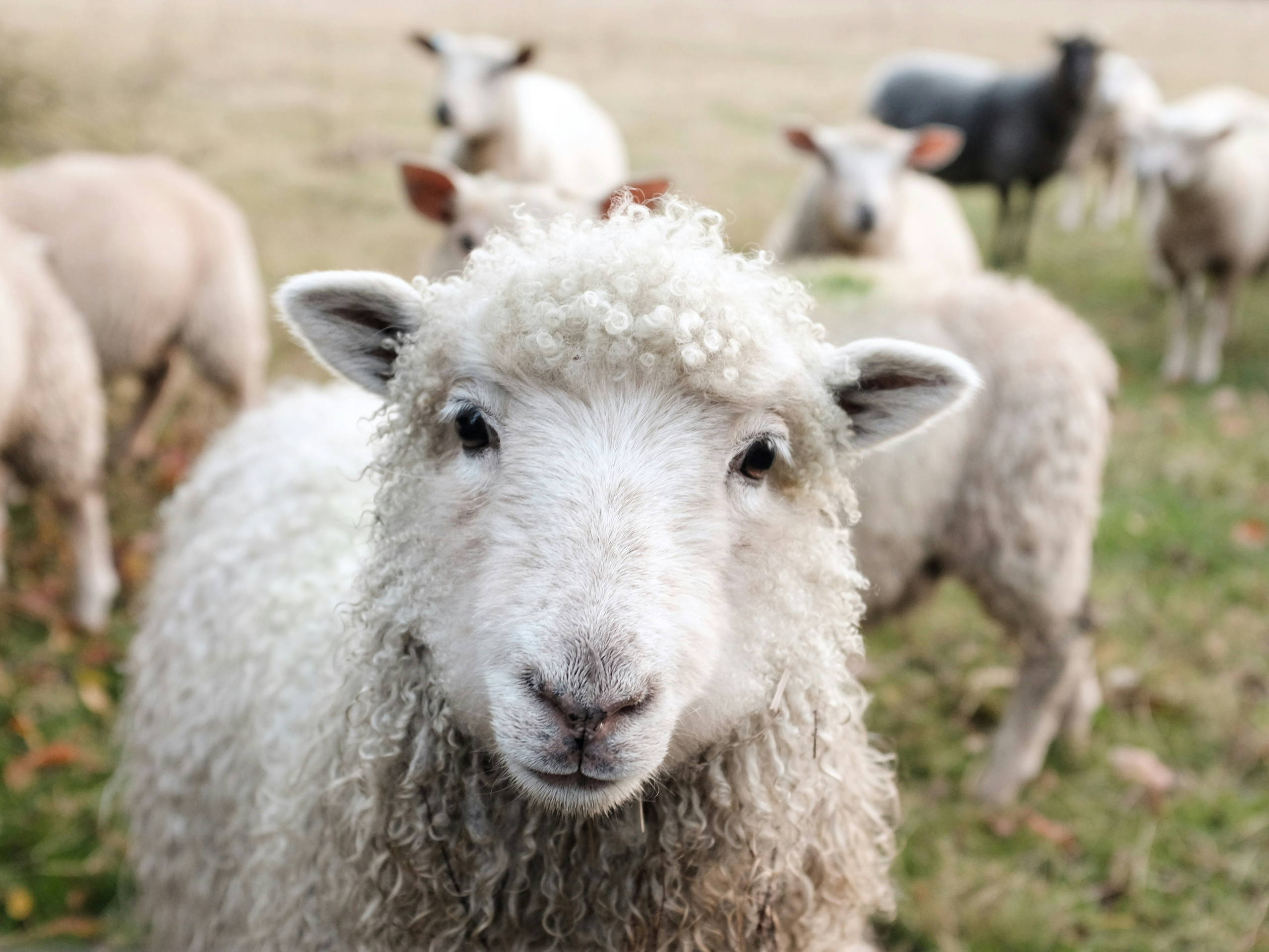 The Good Shepherd: What I Learned About Sheep